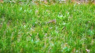 4k实拍春日草丛中觅食的小鸟空镜头视频的预览图